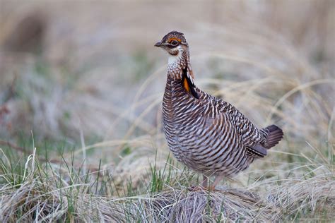 SEEING A DISPLAYING MALE GREATER PRAIRIE CHICKEN | Quality Australian ...