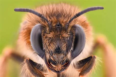 What Do Bees Do At Night Busy Beekeeping