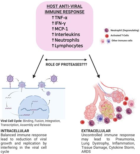 Frontiers COVID 19 Targeting Proteases In Viral Invasion And Host