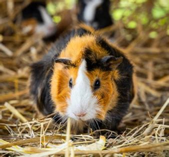 Mini zoo Śląsk Częstochowa Małe zoo z alpakami Park Korzonek