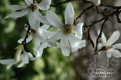 Magnolia From Burncoose Nurseries Page 5