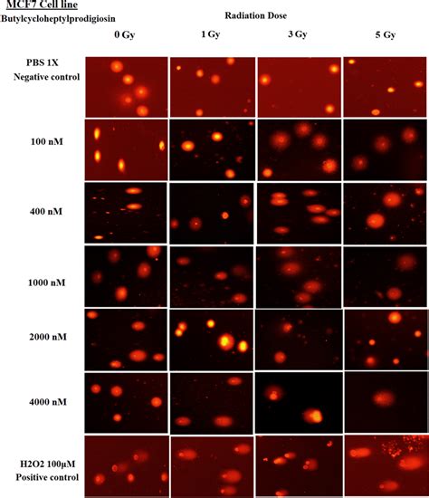 The Comet Assay In Mcf Cells At Different Butylcycloheptylprodigiosin