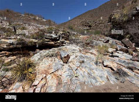 the landscape of the caatinga in brazil Stock Photo - Alamy