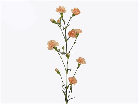 Гвоздика спрей, фото | Global Flowers Club