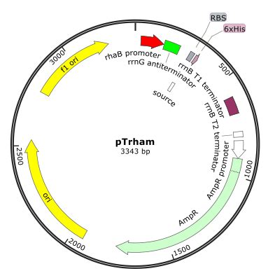 Protein Expression Vectors – Amid Biosciences | Protein Engineering Company