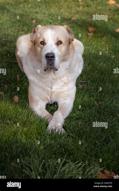 Central Asian Shepherd Dog Alabai Lays Watching Seriously Autumn Day