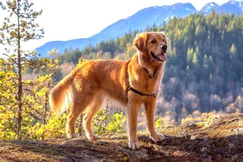 Canadian Golden Retriever: Info, Facts, Pictures, FAQs & More