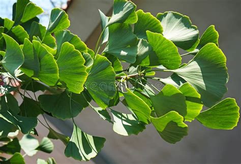 Ginkgo Tree Leaves in Summer Stock Photo - Image of herbal, twig: 99033068