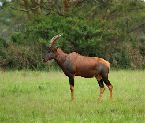 tsessebe animal 5
