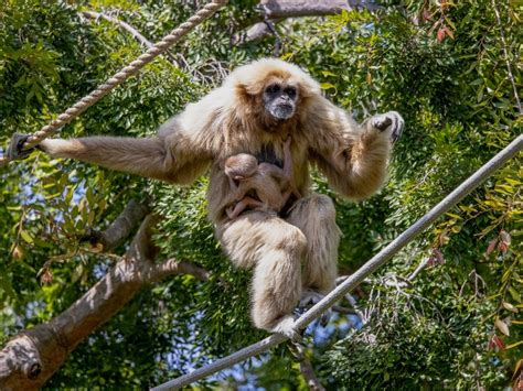 Baby Gibbon