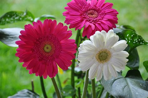 Fonds Decran Gerbera En Gros Plan Fleurs Télécharger Photo