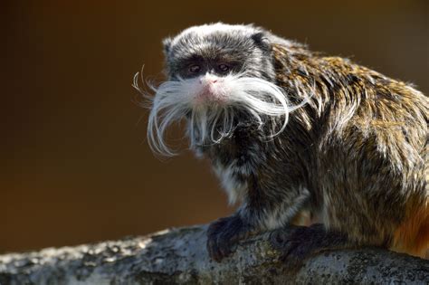 Emperor Tamarin The Réserve Zoologique De La Haute Touche Haute