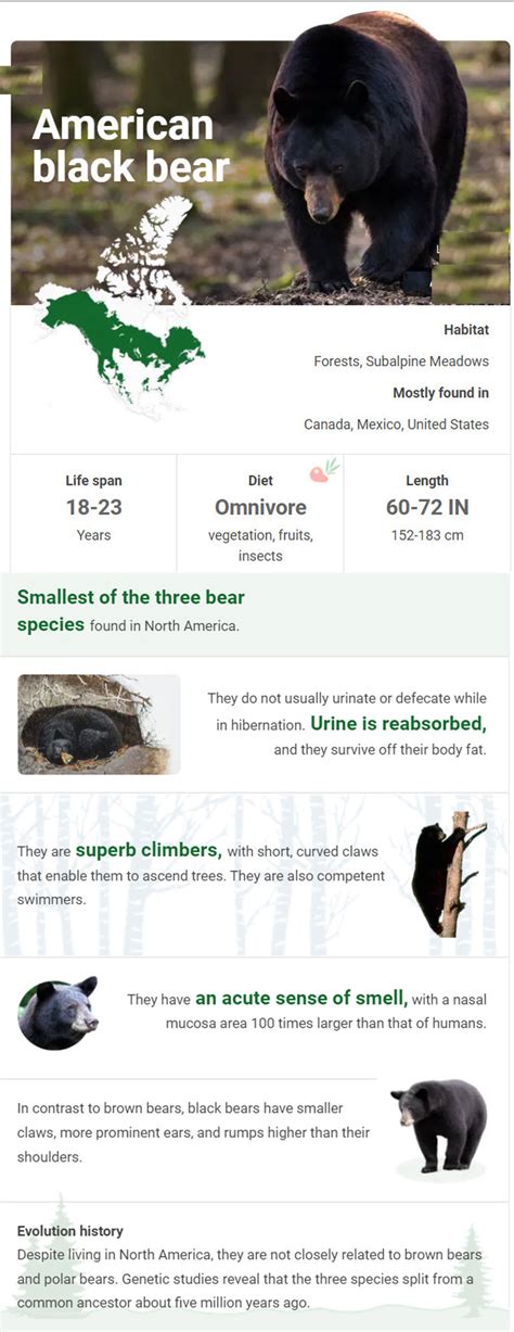 Black Bear Information