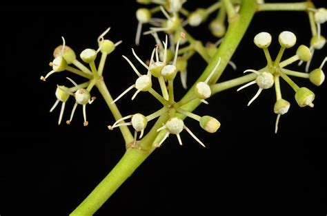 Heptapleurum Plant Araliaceae Image At Phytoimages Siu Edu