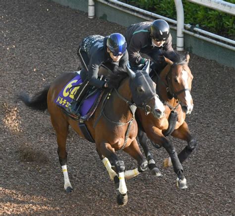 【nhkマイルc】2歳王者・ドルチェモア ラスト1f自己最速tで反撃態勢 須貝師「ここが本番」 Spread