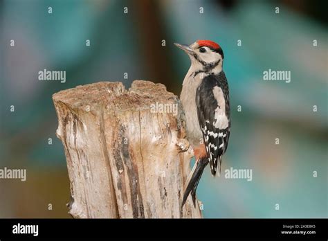 The Great Spotted Woodpecker Is A Medium Sized Woodpecker With Pied