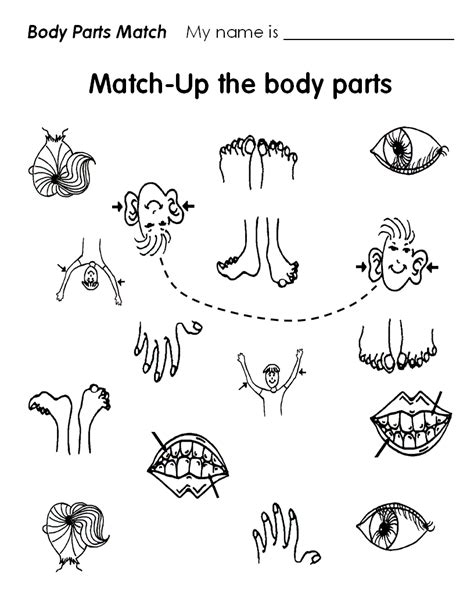 Partes Del Cuerpo En Inglés Para Niños Imagui