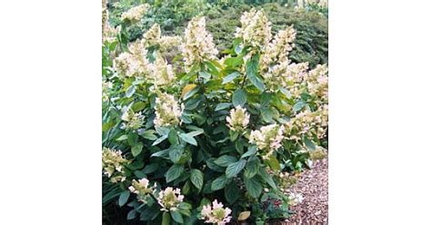 Hydrangea Paniculata Floribunda At Loder Plants RH13