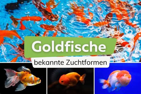 Fische für kleine Teiche 9 kleine und anspruchslose Teichfische