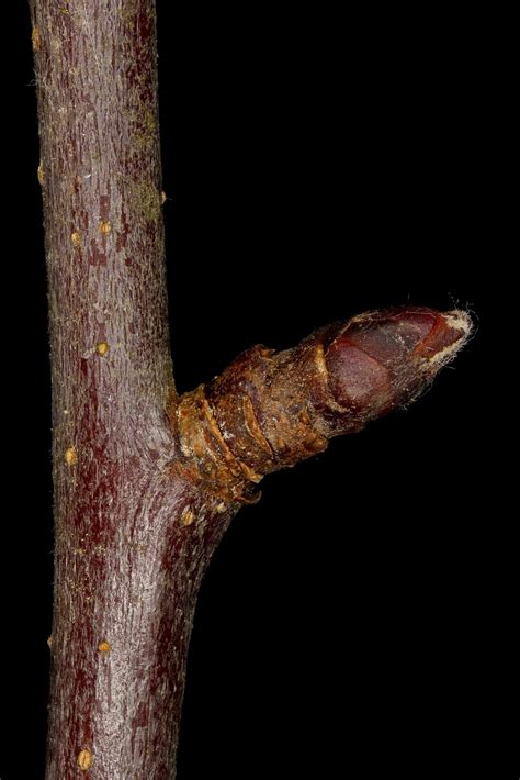 Malus Domestica Suckow Borkh Plants Of The World Online Kew Science