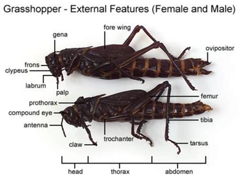 Invertebrates Lab Quiz Flashcards Quizlet