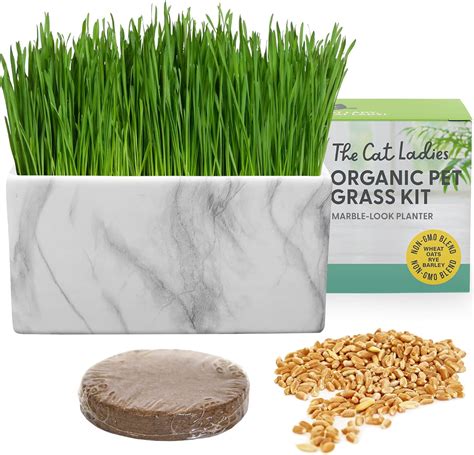 The Cat Ladies Cat Grass For Indoor Cats Cat Grass Growing Kit With Organic Cat