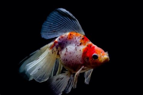 21 Popular Types Of Goldfish For Beginners Everything Fishkeeping