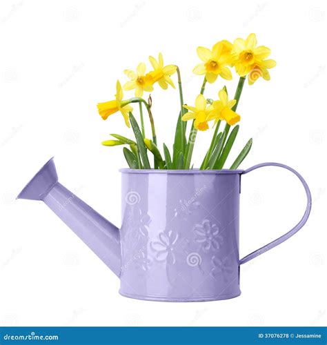 Daffodils In Purple Watering Can Royalty Free Stock Photos - Image: 37076278