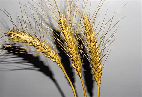 360+ Wheat Whole Wheat Husk Cereal Plant Stock Photos, Pictures ...