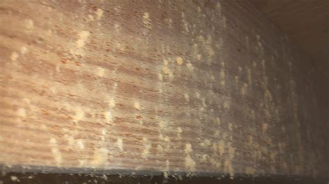 Powder Post Beetles in Arthropods: A Close-Up View