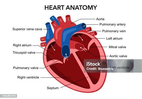 Diagram Anatomi Organ Jantung Manusia Dalam Desain Datar Dengan Latar