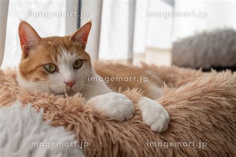 窓辺でくつろぐ猫 茶トラ白の写真素材 243040267 イメージマート