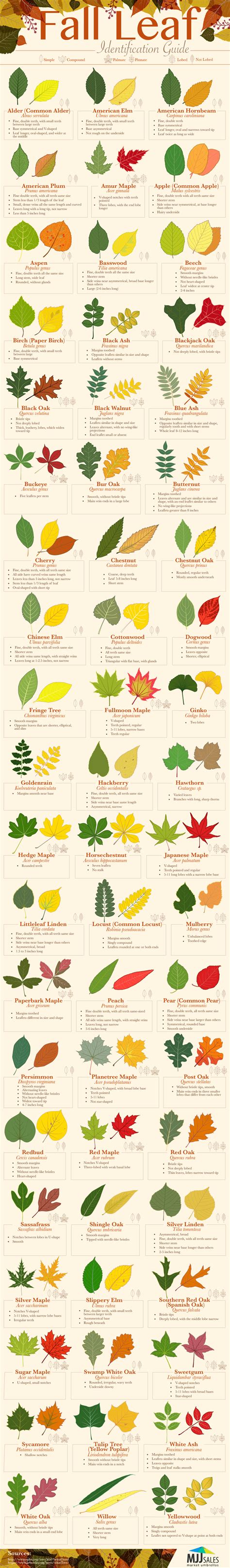 Fall Leaf Identification Guide [Infographic]