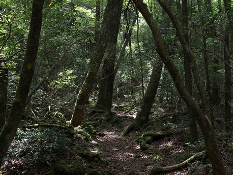 Hutan Ini Dianggap Paling Angker Di Dunia Berani Masuk