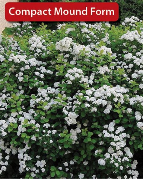 Tor Birchleaf Spirea Gertens Garden Center