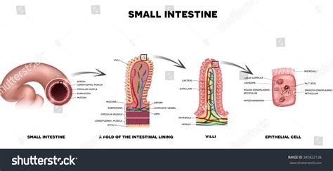 Small Colon Anatomy A Fold Of The Intestinal Lining Villi And Epithelial Cell With Microvilli