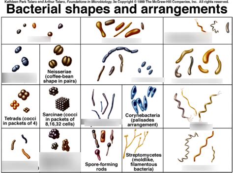 Types Of Bacteria Shaped Microbiology Bacteria Microorganisms | Hot Sex ...