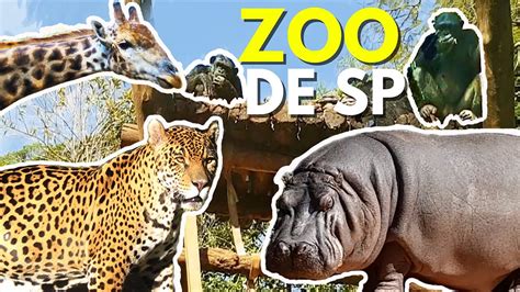 2020 Zoológico De São Paulo Dicas De Passeio Um Vídeo De Passeio