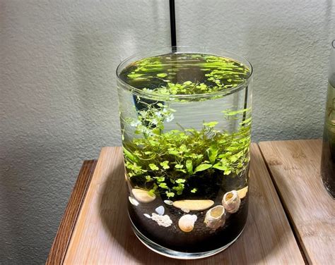 Planted Aquarium Ecosystem Live Plants Wabi Kusa Seashells