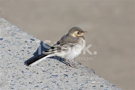 Wagtail Stock Photo | Royalty-Free | FreeImages