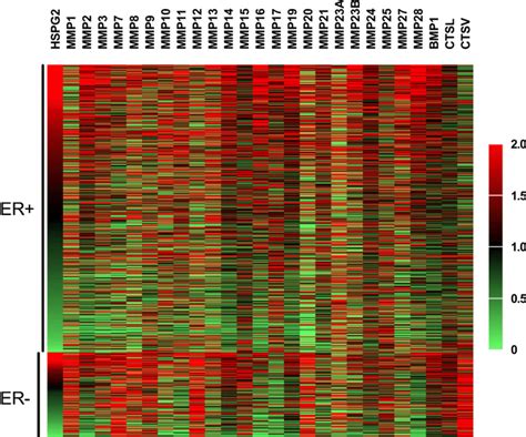 Heat Map Of MRNA Expression Of Perlecan And Different Matrix Degrading