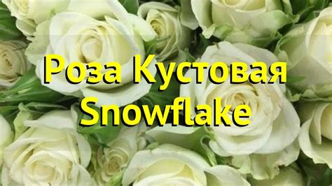 Роза кустовая Сноуфлейк. Краткий обзор, описание характеристик, где ...