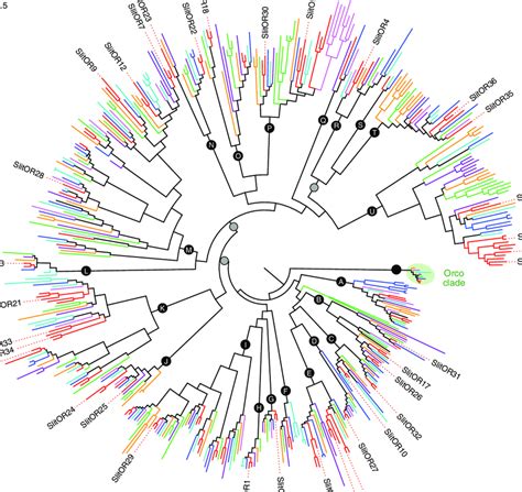 Maximum Likelihood Phylogeny Of Lepidopteran Ors The Phylogenetic