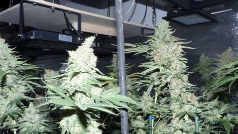 Detenen Un Home Per Cultivar 102 Plantes De Marihuana En Una Casa Dels