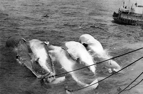 Whales And Whaling Industry Have Been Killed By The Hunted