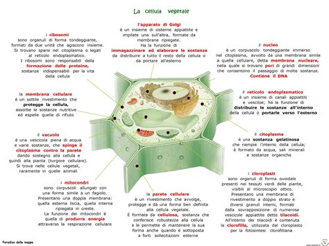 Paradiso Delle Mappe La Cellula Vegetale