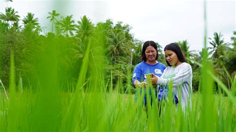 Ease in rice farming thanks to digitalization | PRRI