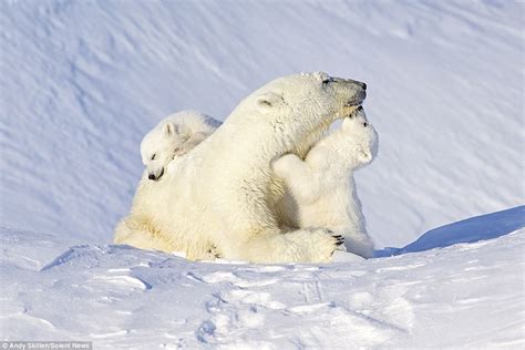 Polar Bear Cub Wakes His Mother With A Kiss In Canada Daily Mail Online