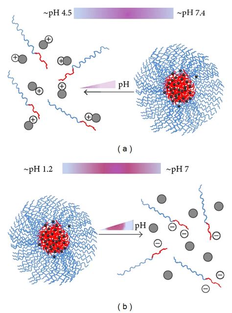 Polymeric Micelles A Promising Drug Delivery System To Enhance