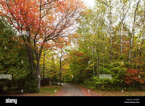 Country Road Through Maple Forest In Autumn Canada Stock Photo Alamy